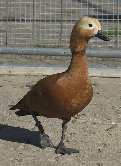帕利尼亚在